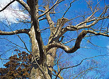 被动技能超历代游戏之和！《无主之地4》每个英雄有80个被动技能