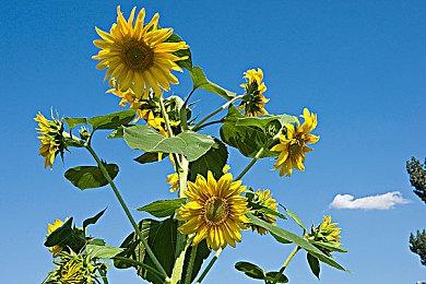 中手游将布局体育电竞 自研跨端游戏《代号：篮球3v3》